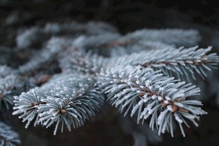 覆霜松针特写