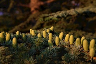 森林中的黄色菌类植物