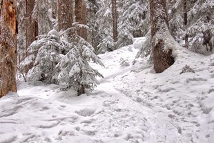 雪覆森林中的蜿蜒小径