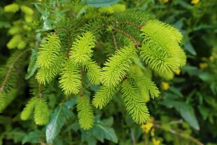 翠绿葳蕤的植物花穗