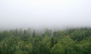 雾中葱郁森林景观