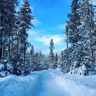 冬日雪林美景