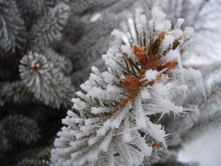 雪覆松枝现冬日美景