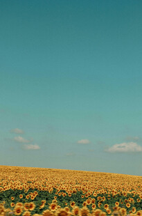 金黄向日葵田与蓝天美景