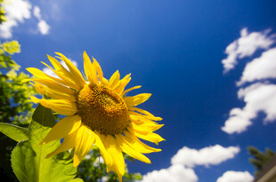 阳光下的向日葵与蓝天