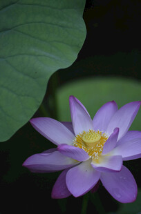 紫色莲花特写