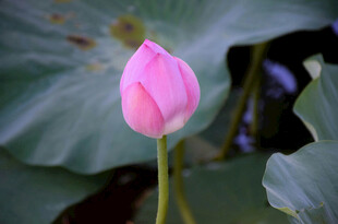 粉色荷花花苞