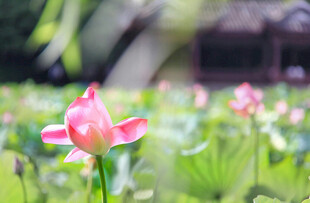 娇艳荷花绽放于绿意间
