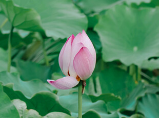 粉色荷花绽放于绿叶间