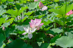 夏日荷花绽放美景