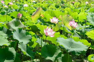 夏日荷花池景