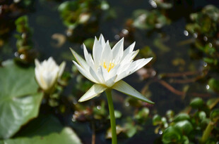 洁白睡莲绽放于绿植间