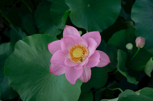娇艳粉色荷花绽放绿叶间