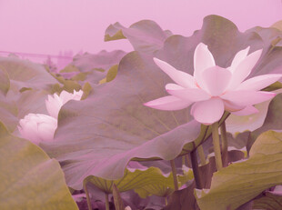 粉色荷花绽放于绿叶间