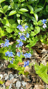 蓝花绿植铺于碎石间