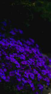 紫色花卉丛