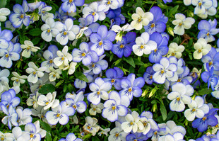 蓝白花卉特写