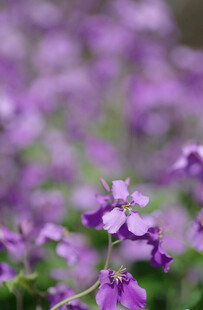 紫色烂漫花朵特写