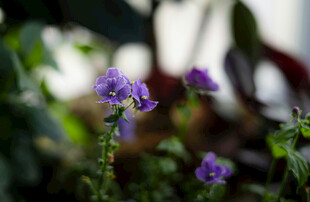 紫色小花绽放绿意间