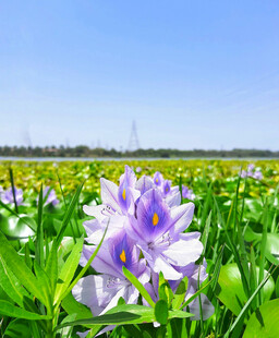 水葫芦花绽放于绿野