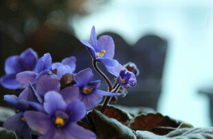 紫色仙客来特写花卉
