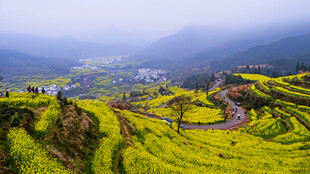 春日梯田油菜花美景