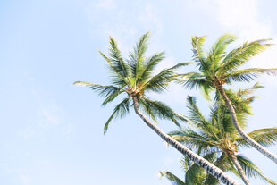 蓝天椰树夏日清新景致