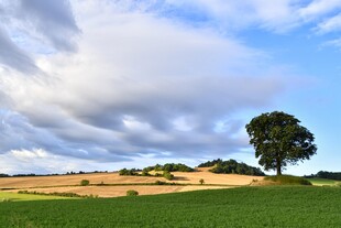 田野孤树蓝天白云美景