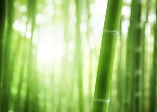 翠绿竹林光影交织之美
