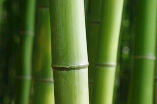 翠绿竹杆特写