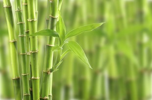 翠绿竹子特写