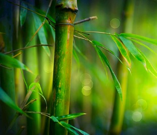 翠绿竹林特写
