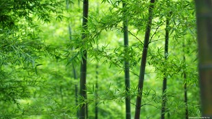 翠绿竹林清新自然之景