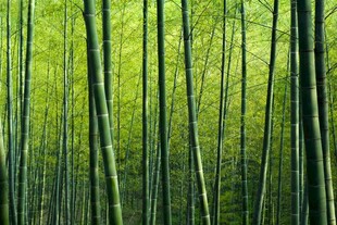 翠绿竹林清新自然之景