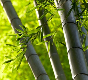 翠绿竹林特写