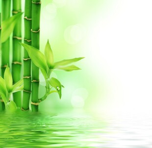 翠绿竹林倒映水中美景