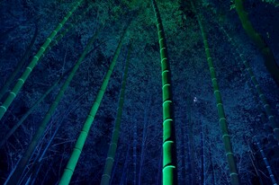 梦幻森林光柱夜景