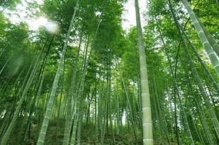 翠绿竹林尽显自然清新