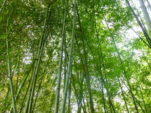 翠绿竹林尽显自然生机