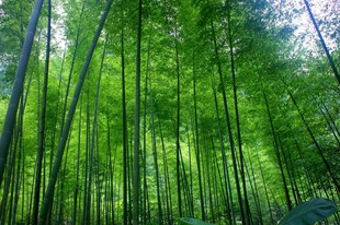 翠绿竹林自然清新之景