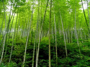翠绿竹林自然清新之景