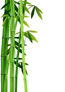 翠绿挺拔的竹子