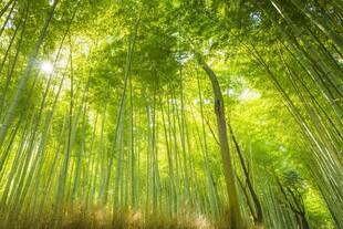 阳光洒落的翠绿竹林