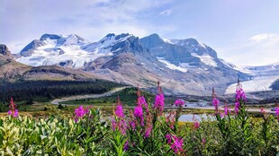 山间花海与壮丽雪山景观
