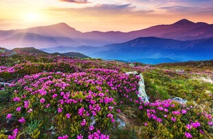 山间烂漫花海与壮美霞光