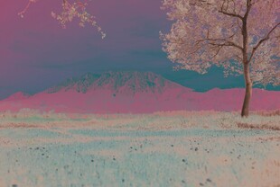 梦幻旷野中的孤独树木