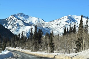 雪山公路旁的茂密树林