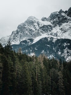 雪山下的茂密森林景观