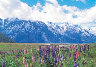 雪山下的绚烂花海