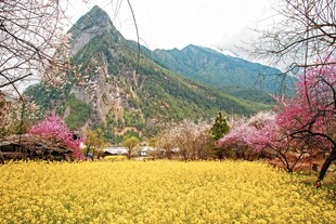 春日山间花海烂漫景色